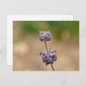 クリーブランドセージ ポストカード (正面/裏面)