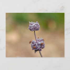 クリーブランドセージ ポストカード