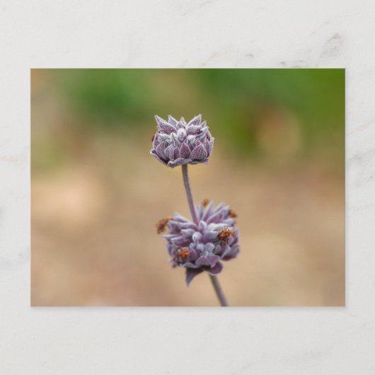 クリーブランドセージ ポストカード (正面)