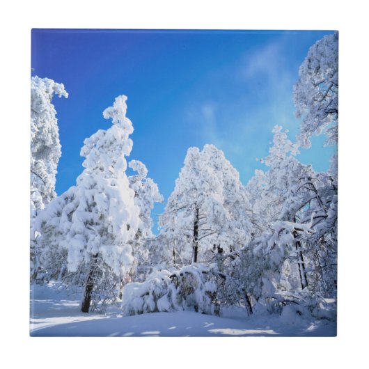 クリーブランド国有林 タイル (正面)