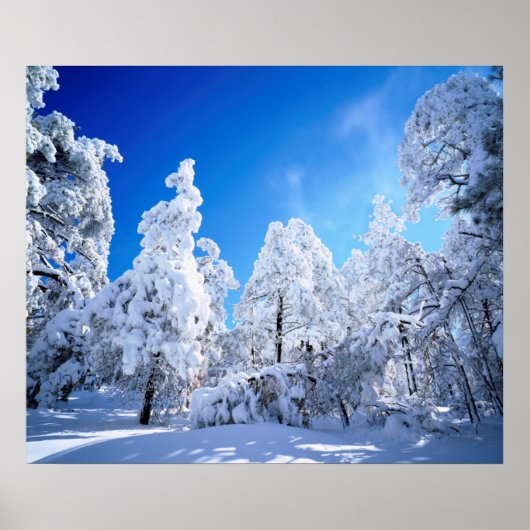 クリーブランド国有林 ポスター (正面)