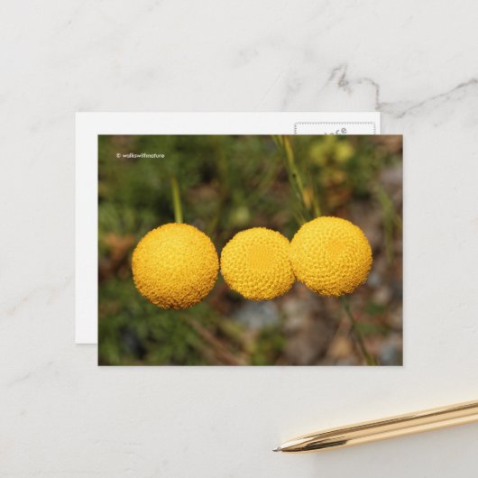 クリープ金ゴールドボタンコチュラチフンデル金ゴールドフロー ポストカード (正面/裏面インサイチュ)