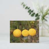 クリープ金ゴールドボタンコチュラチフンデル金ゴールドフロー ポストカード (スタンド正面)