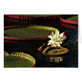 クリーミーな白いスイレンの花と巨大なユリのパッド