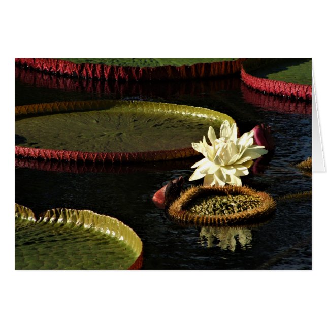 クリーミーな白いスイレンの花と巨大なユリのパッド (正面横)