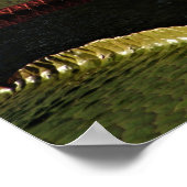 クリーミーな白いスイレンの花と巨大なユリのパッド ポスター (角)