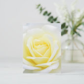 クリーミーバラ ポストカード (スタンド正面)