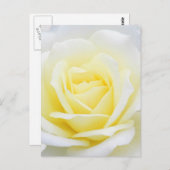 クリーミーバラ ポストカード (正面/裏面)