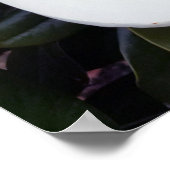 クリーミーホワイトマグノリアポスタープリント ポスター (角)