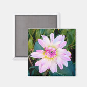 クリームとピンクの花 マグネット (正面/裏面)