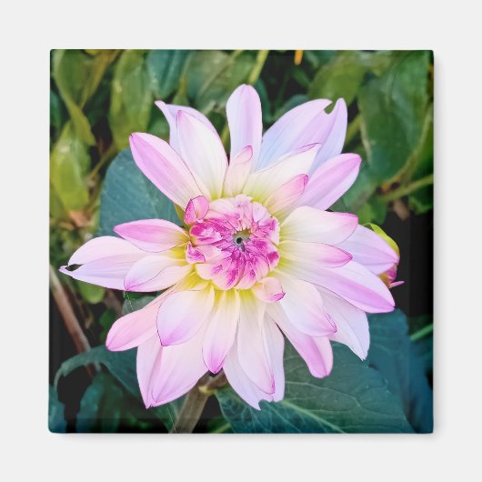 クリームとピンクの花 マグネット (正面)