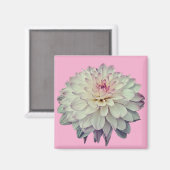 クリームとピンクの花 マグネット (正面/裏面)