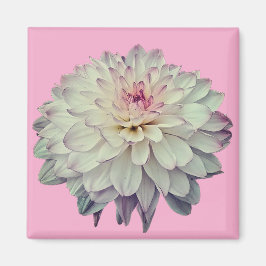 クリームとピンクの花 マグネット
