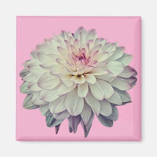 クリームとピンクの花 マグネット (正面)