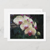 クリームとピンクの蘭はがき ポストカード (正面/裏面)