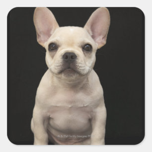 クリームによって着色されるフレンチ・ブルドッグの子犬 スクエアシール