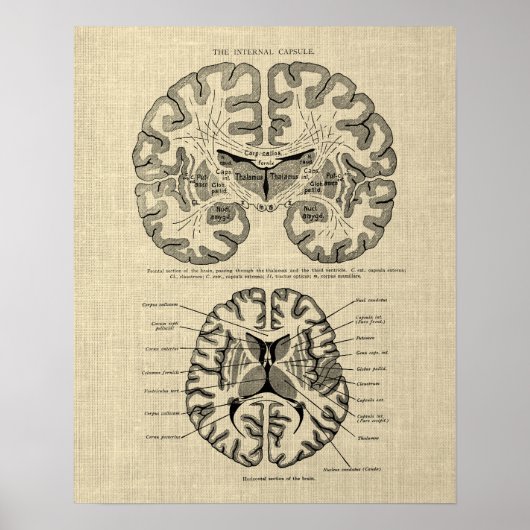 クリームの背景を持つ脳の解剖学第9号 ポスター (正面)
