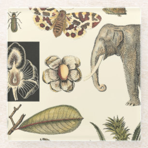 クリームの背絵を描景にさまざまな動物 ガラスコースター