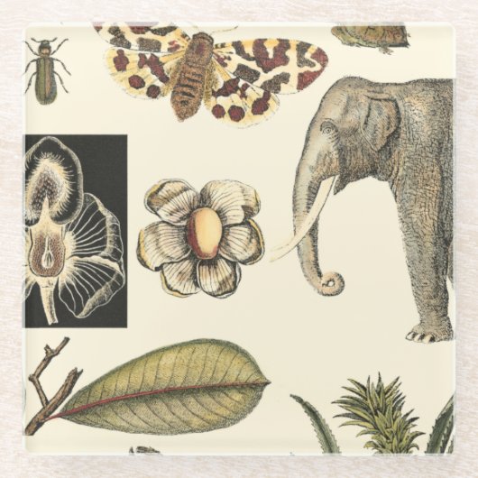 クリームの背絵を描景にさまざまな動物 ガラスコースター (正面)