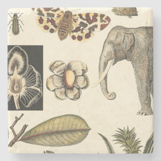 クリームの背絵を描景にさまざまな動物 ストーンコースター (正面)