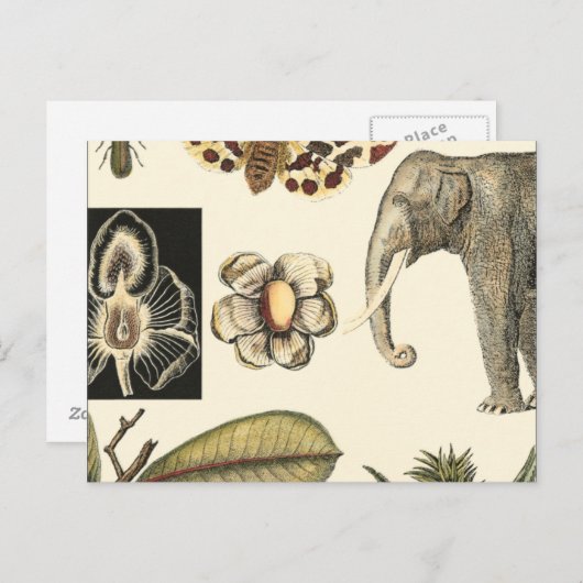 クリームの背絵を描景にさまざまな動物 ポストカード (正面/裏面)