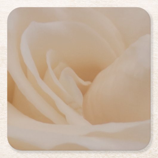 クリームカラーバラクローズアップ スクエアペーパーコースター (正面)