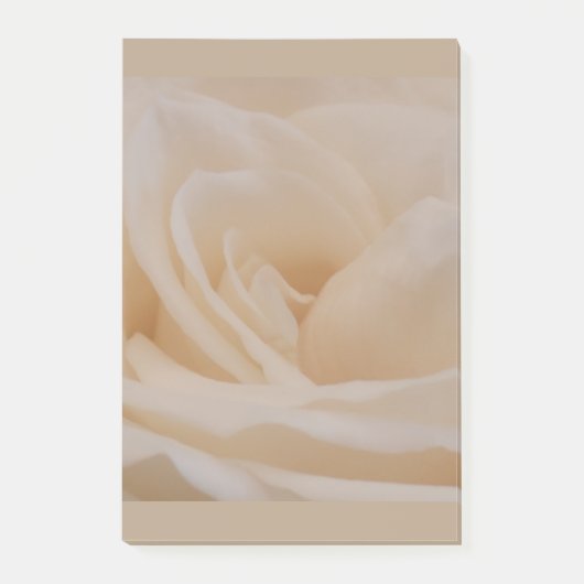 クリームカラーバラクローズアップ ポストイット (正面)
