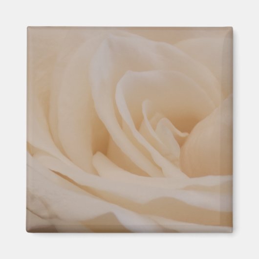 クリームカラーバラクローズアップ マグネット (正面)