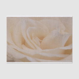 クリームカラーバラクローズアップ 薄葉紙