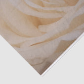 クリームカラーバラクローズアップ 薄葉紙 (詳細)
