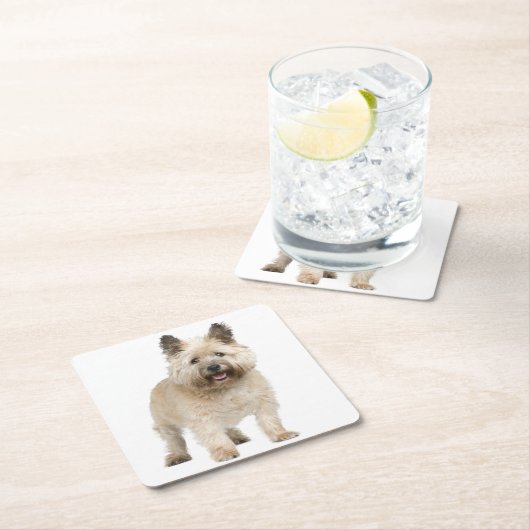 クリームケアン・テリア・ワン・ドッグ・ラブ スクエアペーパーコースター (インサイチュ)