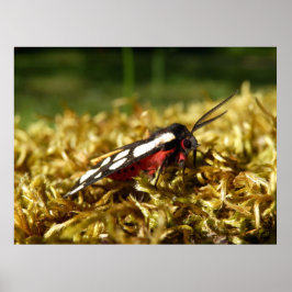 クリームスポットタイガーモスのポスター ポスター