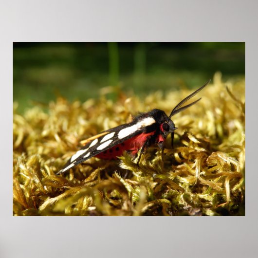 クリームスポットタイガーモスのポスター ポスター (正面)