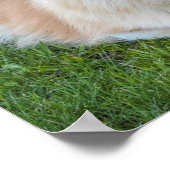 クリームセーブルポメラニア犬ドッグインザグラス ポスター (角)