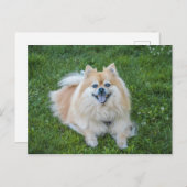 クリームセーブルポメラニア犬ドッグ ポストカード (正面/裏面)