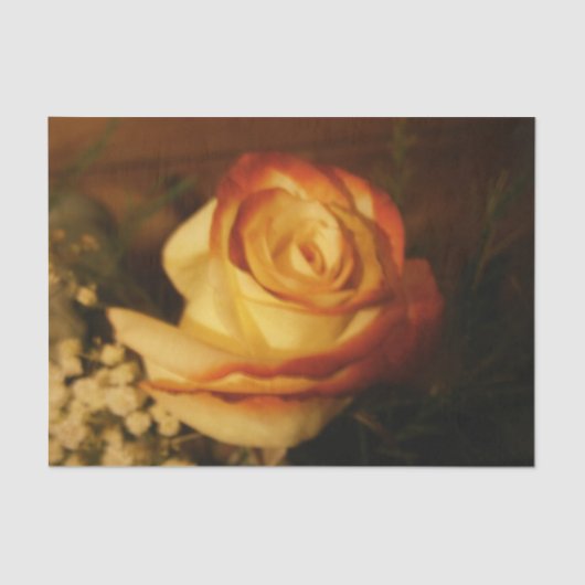 クリームバラ 薄葉紙 (正面)