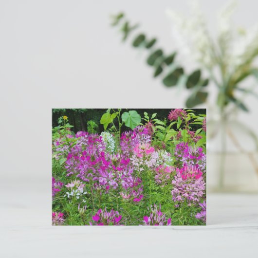 クリームフラワーまたはスパイダーフラワー – 紫色の白ピンク ポストカード (スタンド正面)