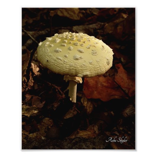 クリームボウタイ フォトプリント            (正面)