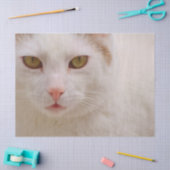 クリーム子猫ティッシュペーパー 薄葉紙 (クラフト)