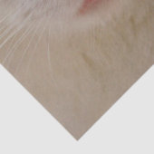 クリーム子猫ティッシュペーパー 薄葉紙 (詳細)