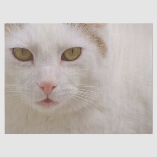 クリーム子猫ティッシュペーパー 薄葉紙 (正面)