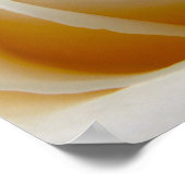 クリーム結婚バラの写真 ポスター (角)