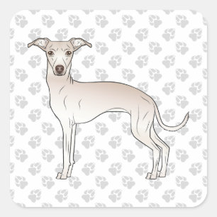 クリーム色のイタリアングレーハウンド かわいいキャラクター 犬 肉球付き スクエアシール