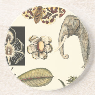 クリーム色の背景で絵を描かれる分類された動物 コースター