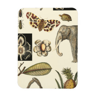 クリーム色の背景で絵を描かれる分類された動物 マグネット