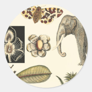 クリーム色の背景で絵を描かれる分類された動物 ラウンドシール