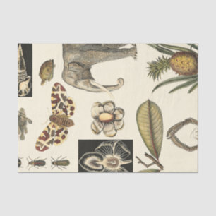 クリーム色の背景で絵を描かれる分類された動物 薄葉紙