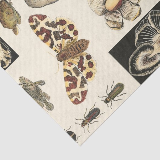 クリーム色の背景で絵を描かれる分類された動物 薄葉紙 (詳細)