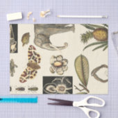 クリーム色の背景で絵を描かれる分類された動物 薄葉紙 (クラフト)