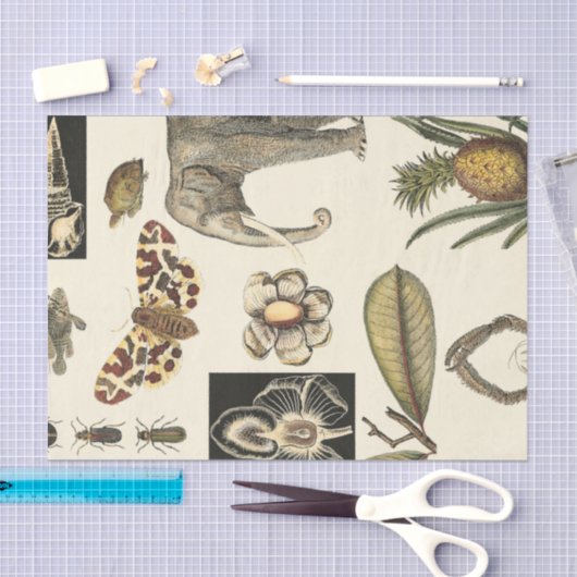 クリーム色の背景で絵を描かれる分類された動物 薄葉紙 (クラフト)